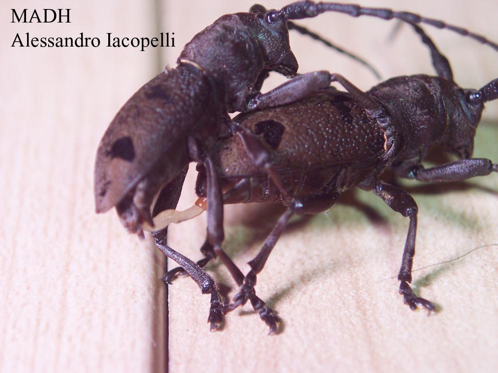 Accoppiamento di Cerambycidae - Herophila tristis